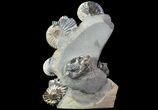 Gorgeous, Tall Iridescent Ammonite Cluster - Russia #78534-1